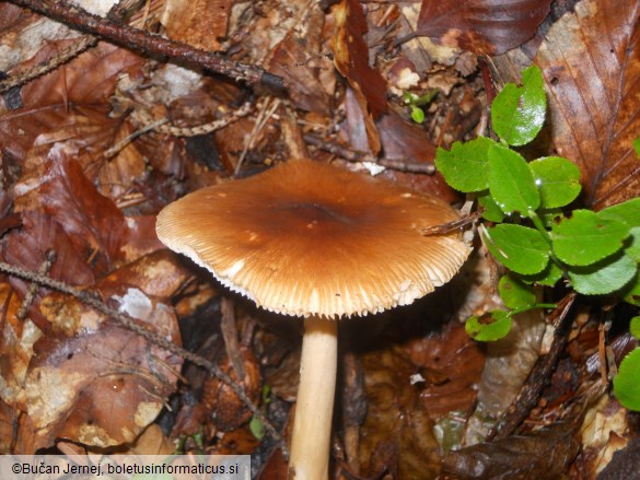 Amanita fulva