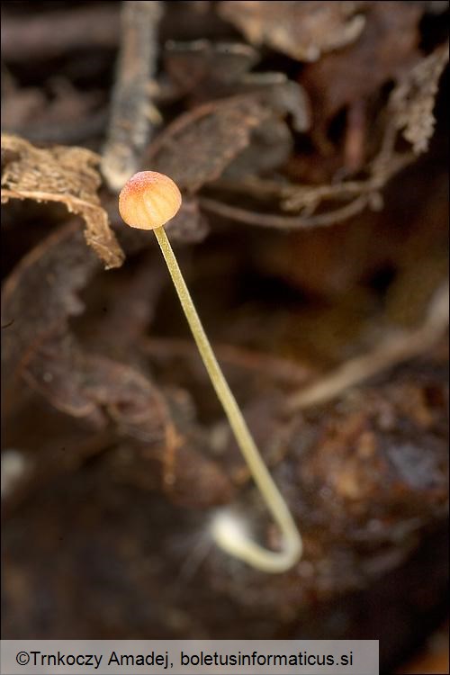 Mycena acicula