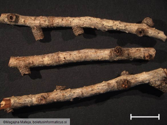 Peziza calycina 