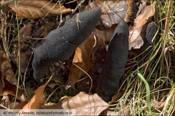 Xylaria polymorpha