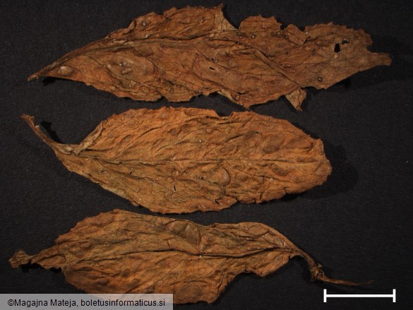 Phragmopsora epilobii