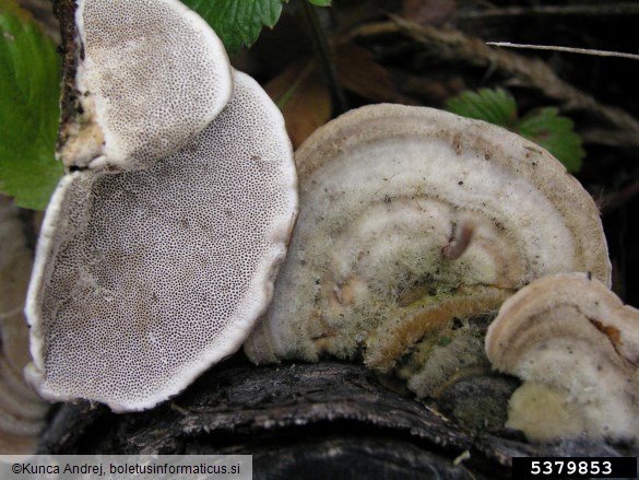 <i>Trametes hirsuta</i> na <i>Fagus sylvatica</i>