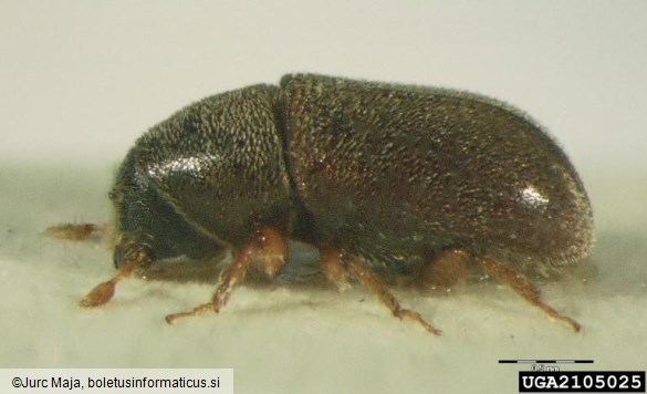 dvojnooki smrekov ličar (<i>Polygraphus poligraphus</i>)