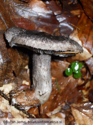 Tricholoma squarrulosum