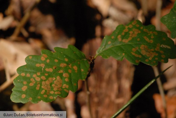 <i>Sphaerulina quercicola</i>
