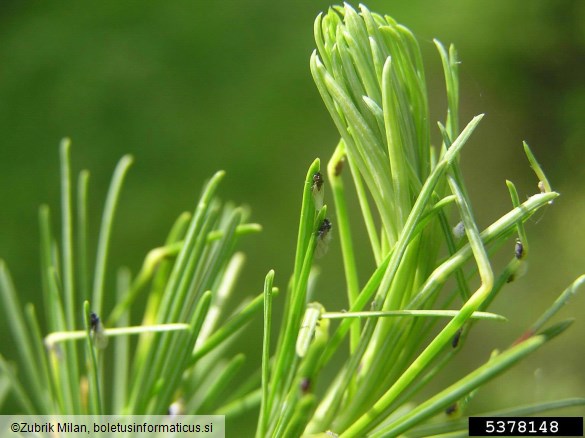 zelena smrekova uš (<i>Sacchiphantes viridis</i>) na <i>Larix decidua</i>