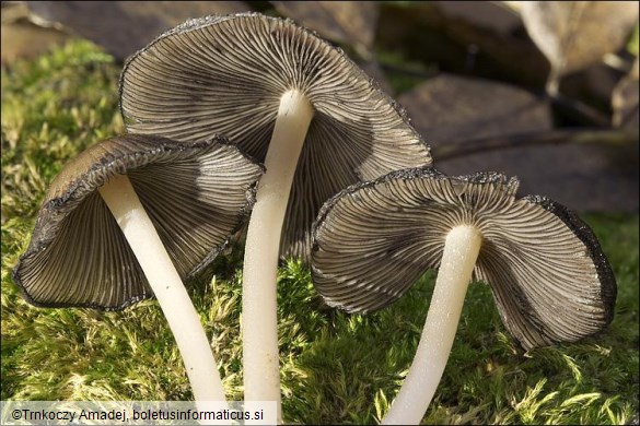 Coprinellus