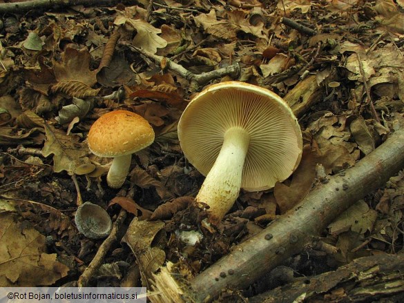 Pholiota lubrica