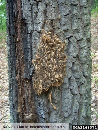 hrastov sprevodni prelec (<i>Thaumatopoea processionea</i>) na <i>Quercus cerris</i>