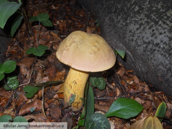 Boletus luridus