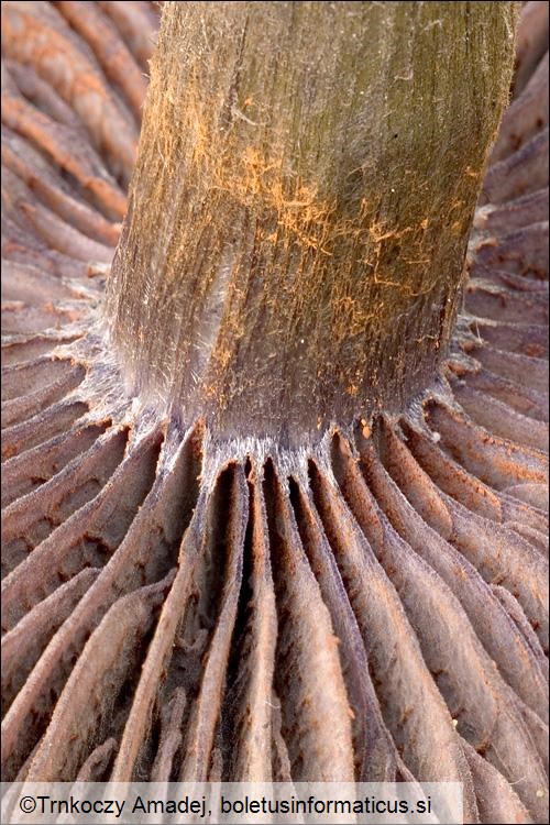 Cortinarius violaceus