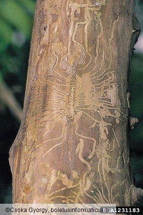 veliki brestov beljavar (<i>Scolytus scolytus</i>)