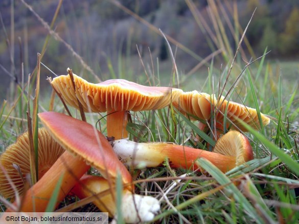 Hygrocybe punicea