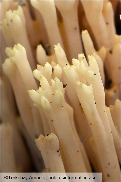 Ramaria stricta