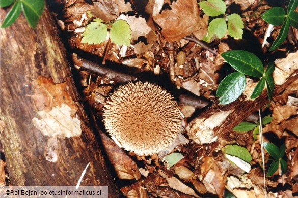 Lycoperdon echinatum