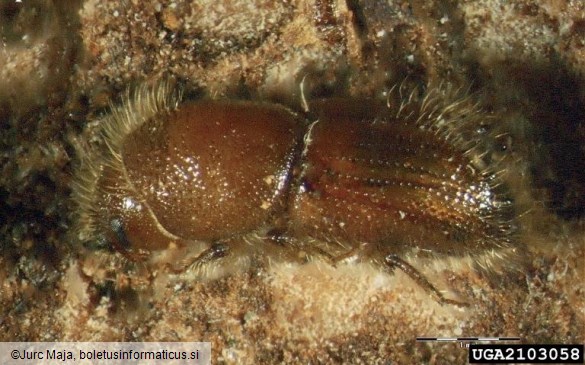 veliki macesnov lubadar (<i>Ips cembrae</i>) na <i>Larix decidua</i>