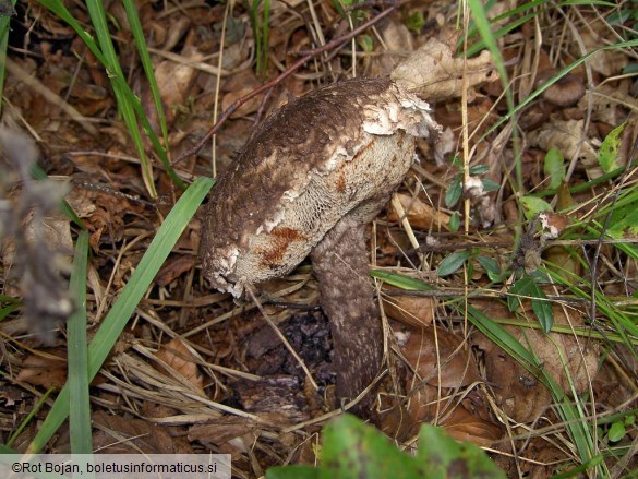 Strobilomyces strobilaceus