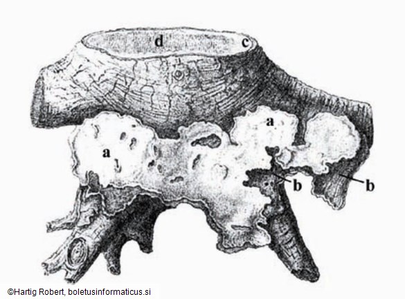 Heterobasidion annosum