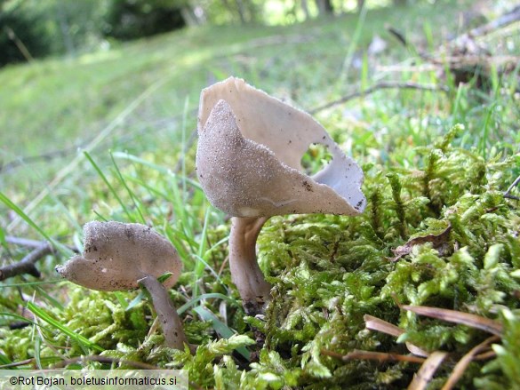 Helvella macropus