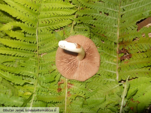 Megacollybia plathyphylla