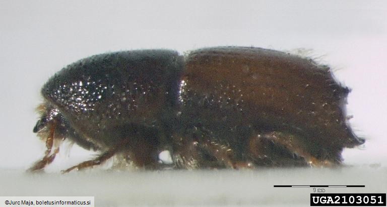 ostrozobi borov lubadar (<i>Ips acuminatus</i>)