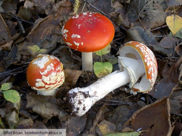 Amanita muscaria