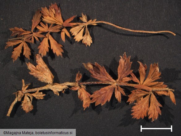 Phragmidium tormentillae
