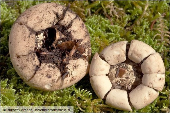 Geastrum fimbriatum