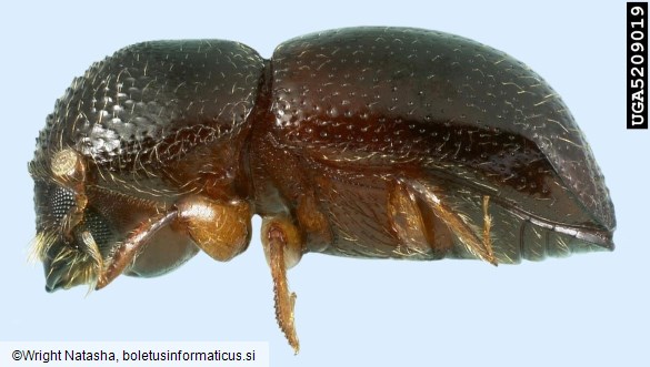 <i>Xyleborus germanus</i>