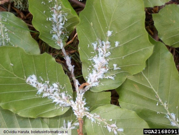 bukova listna uš (<i>Phyllaphis fagi</i>) na <i>Fagus sylvatica</i>