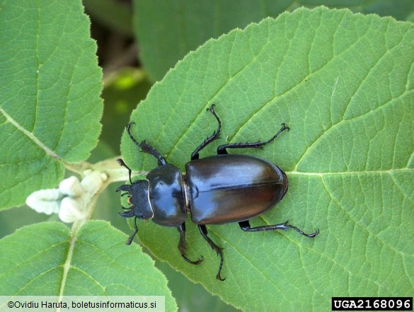 veliki rogač (<i>Lucanus cervus</i>) na <i>Viburnum lantana</i>