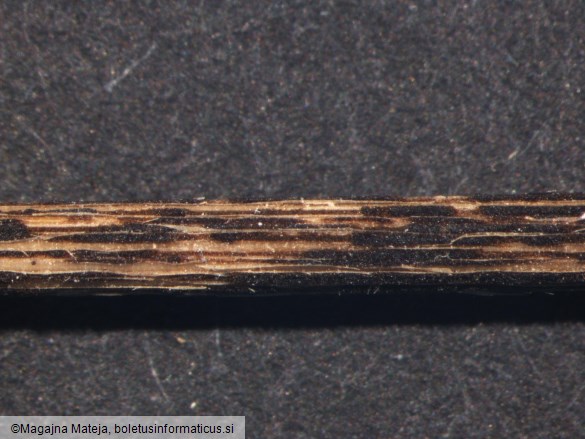 Puccinia graminis