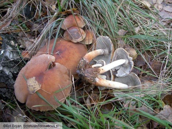 Hypholoma sublateritium
