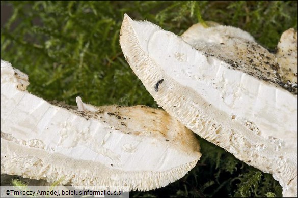 Trametes pubescens