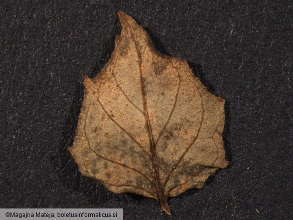 Pucciniastrum circaeae 