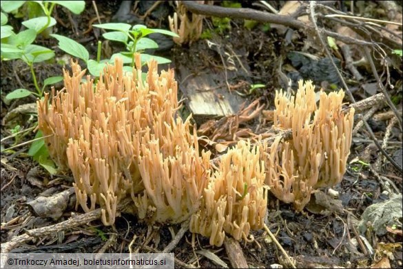 Ramaria stricta