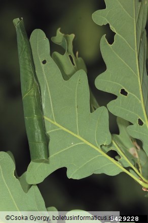 zeleni hrastov zavijač (<i>Tortrix viridana</i>)