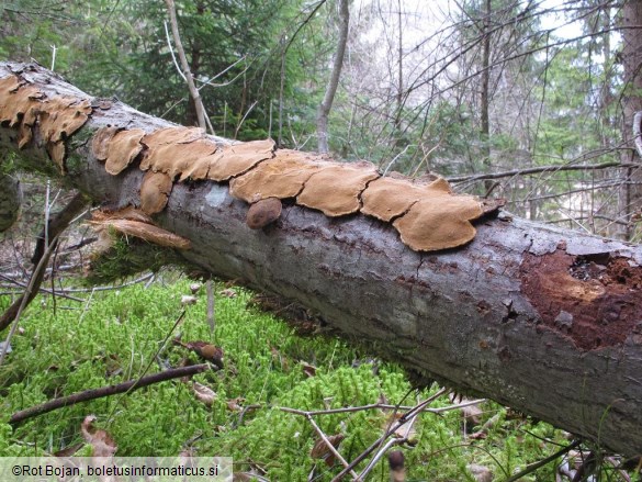 Phellinus conchatus