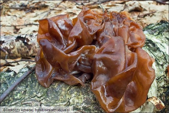 Tremella foliacea