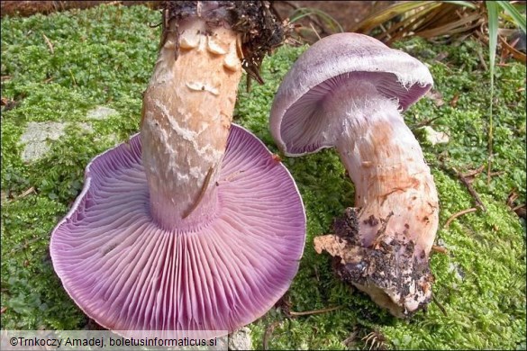 Cortinarius camphoratus