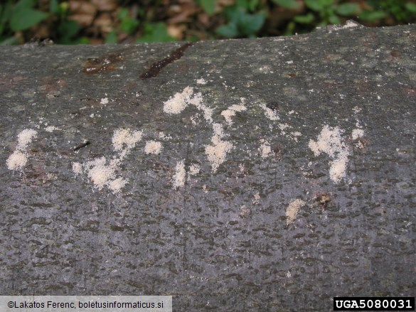 navadni (bukov) vrtovin (<i>Hylecoetus dermestoides</i>) na <i>Fagus sylvatica</i>