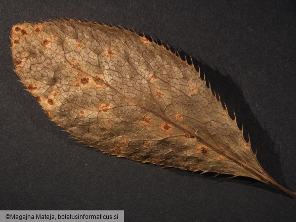 Aecidium berberidis 