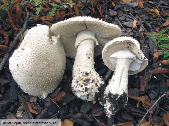 Amanita echinocephala