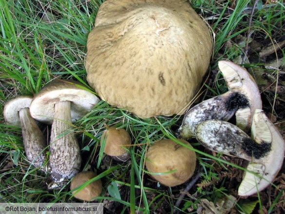 Leccinum carpini