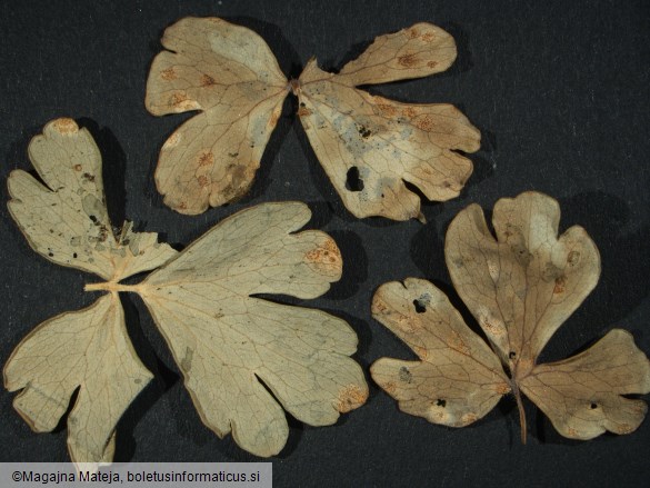 Aecidium aquilegiae