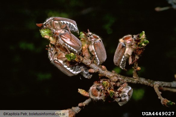 majski hrošč (<i>Melolontha melolontha</i>) na <i>Quercus</i> spp.