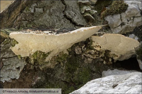 Trametes gibbosa