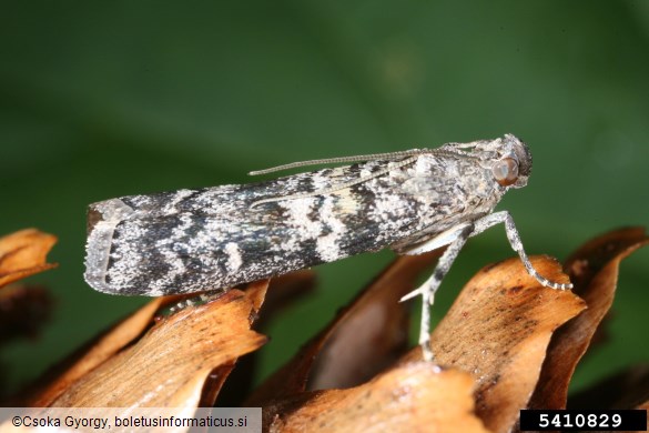 smrekov plamenec ali smrekov storžev veščec (<i>Dioryctria abietella</i>) na <i>Picea</i> spp.