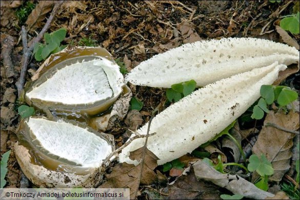 Phallus impudicus