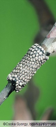 prstaničar (<i>Malacosoma neustria</i>)